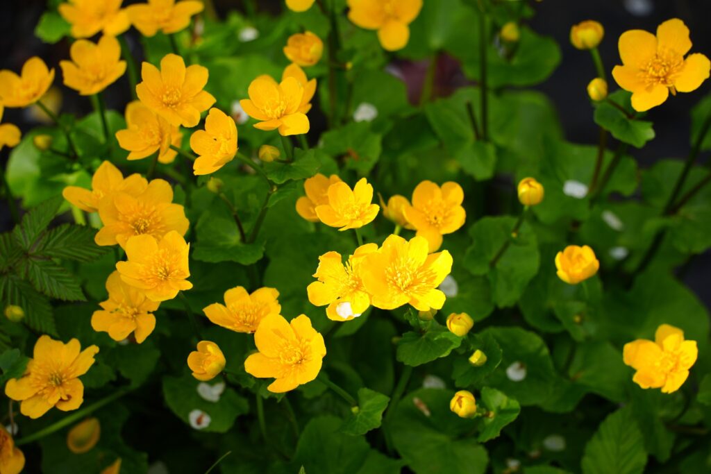 Sumpfdotterblumen, gelbe Blumen mit grünen Blättern