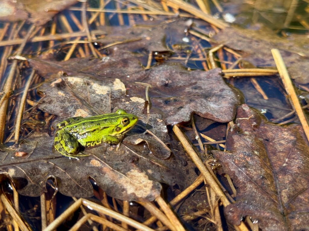 Ein grüner Wasserfrosch sitzt auf braunen Blättern, die auf der Wasseroberfläche schwimmen.