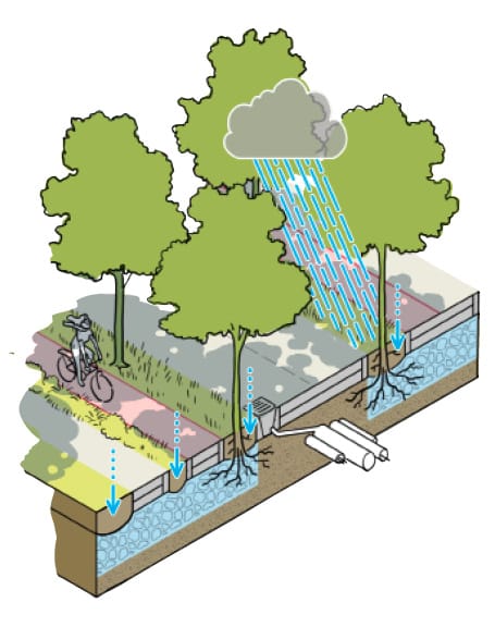 Grafik des Schwammstadtprinzips. Strasse gesäumt von Baumreihen, Schnitt durch den UNtergrund, Baumreihen und Gehwege sind mit Substrat unterfüllt, das Wasser bei Starkregenereignissen aufsaugen kann wie ein Schwamm. 